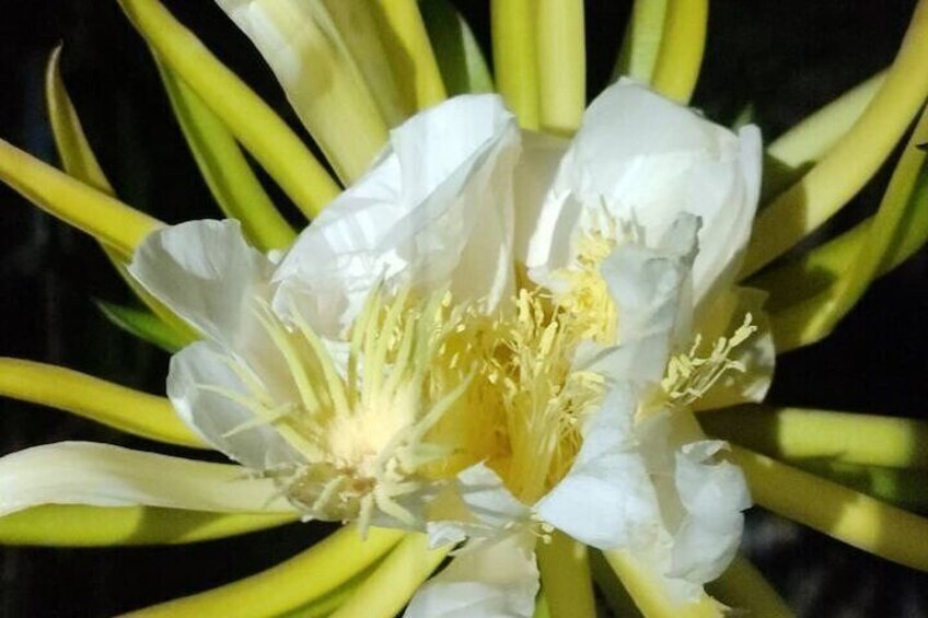 Pitahaya