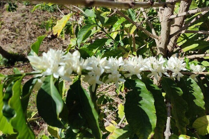 Coffee in bloom