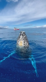 2 Hour Prime Time Maui Whale Watching