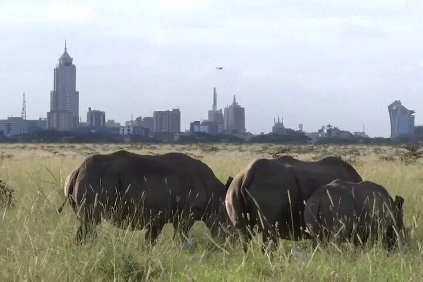 Nairobi National Park Half-Day Game Drive With Free Pick Up