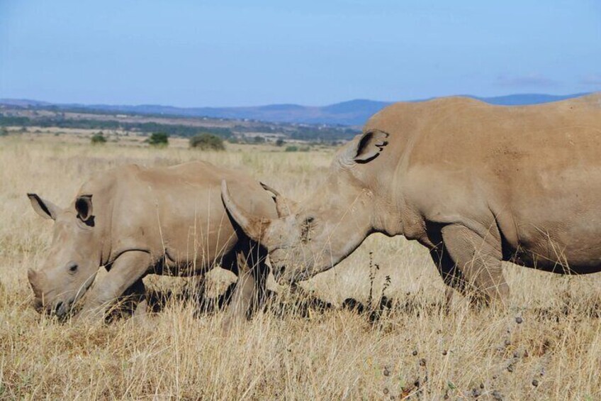 Nairobi National Park Half-Day Game Drive With Free Pick Up