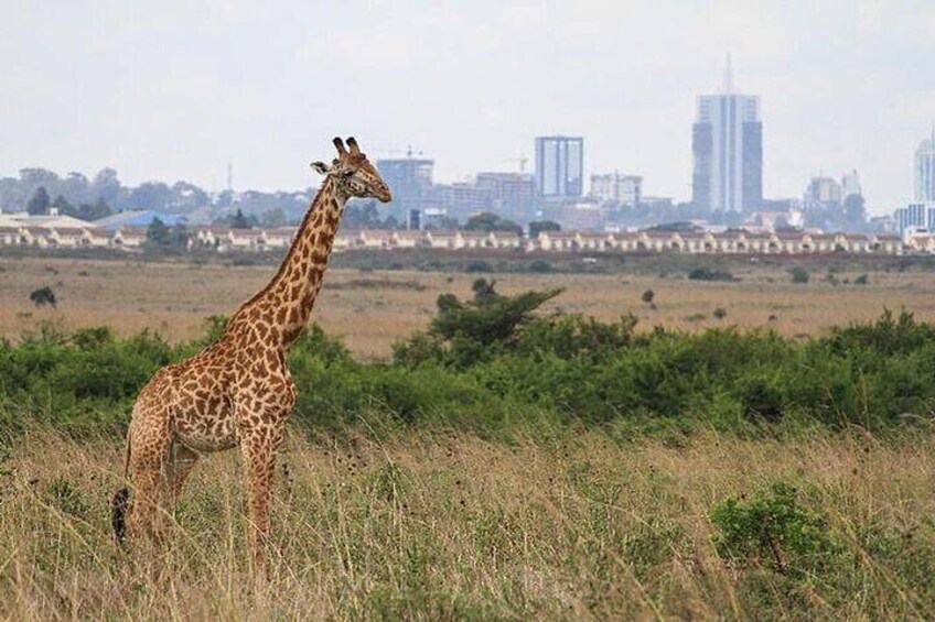 Nairobi National Park Half-Day Game Drive With Free Pick Up
