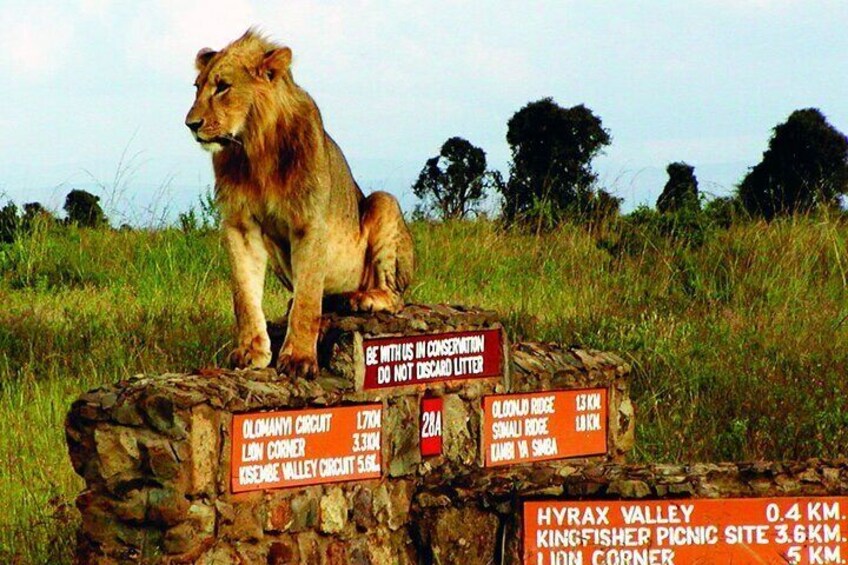 Nairobi National Park Half-Day Game Drive With Free Pick Up