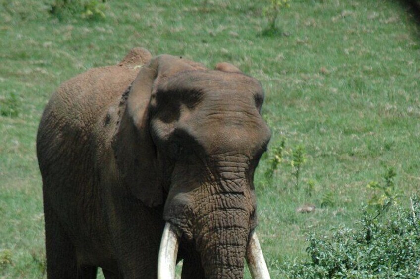 Scenic Day Trip to Aberdares National Park