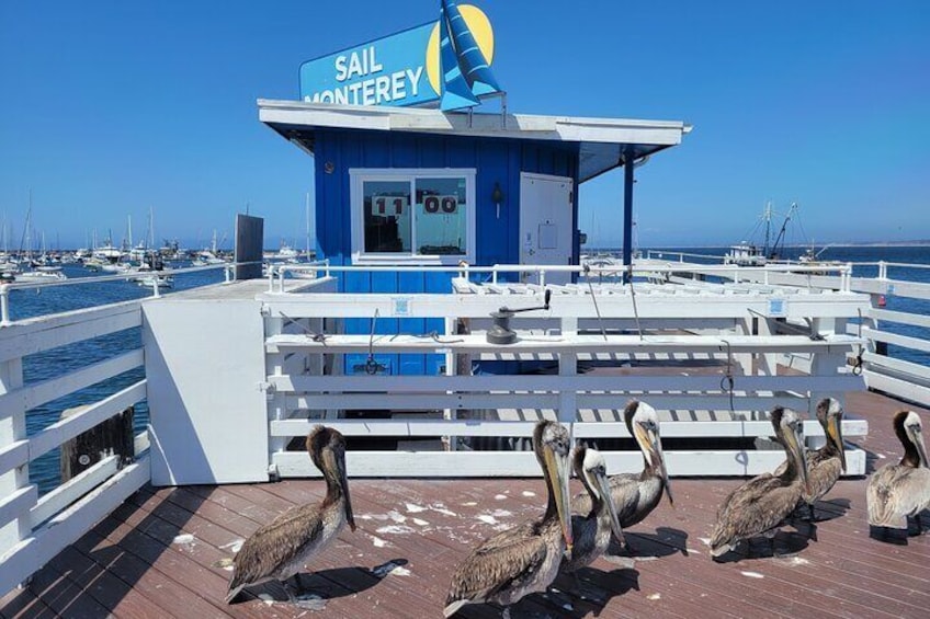 Brown Pelicans