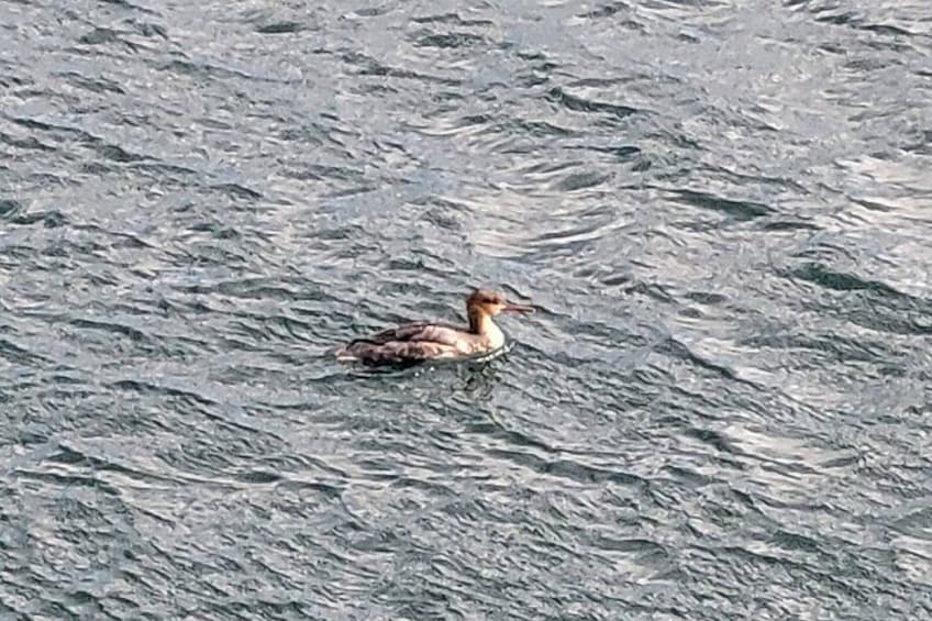 Private 3 hour Bird Watching Tour in Monterey Bay