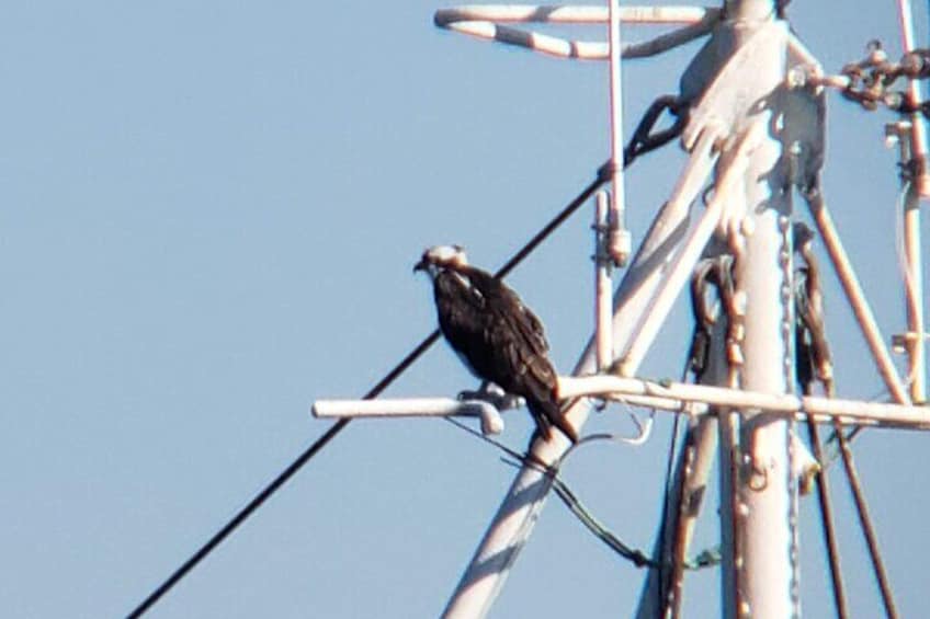 Osprey