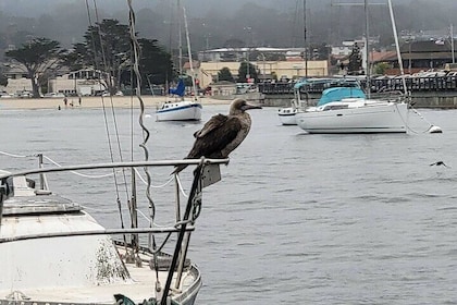 Private 3 hour Bird Watching Tour in Monterey Bay