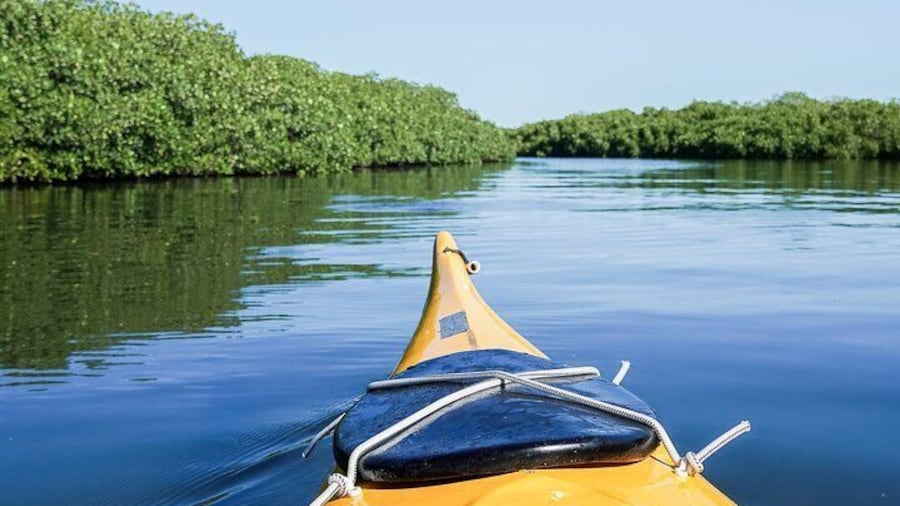 Sea Kayak Tour Mangrove Safari