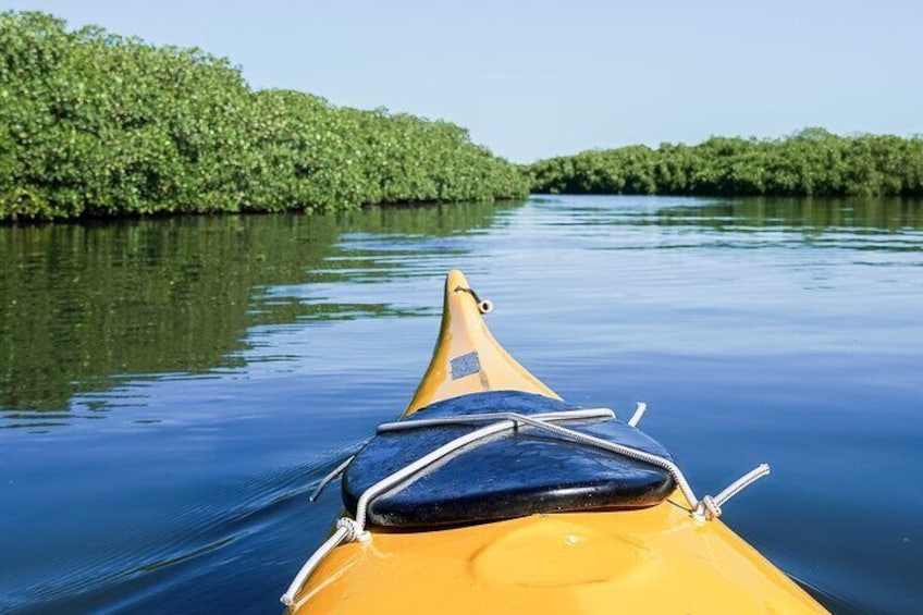Sea Kayak Tour Mangrove Safari