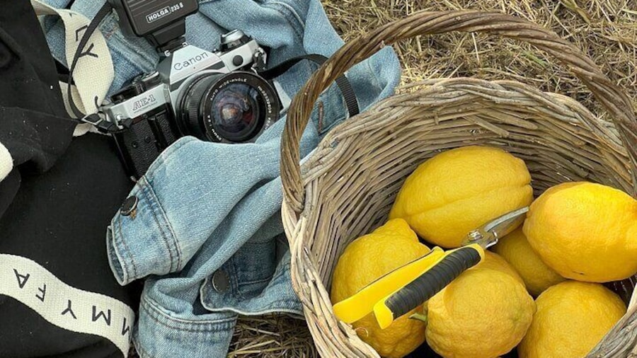 Sorrento: Lemon Picking Tour & Limoncello Tasting