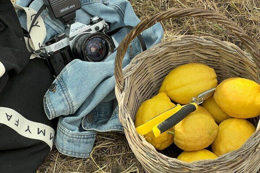 Sorrento: Lemon Picking Tour & Limoncello Tasting