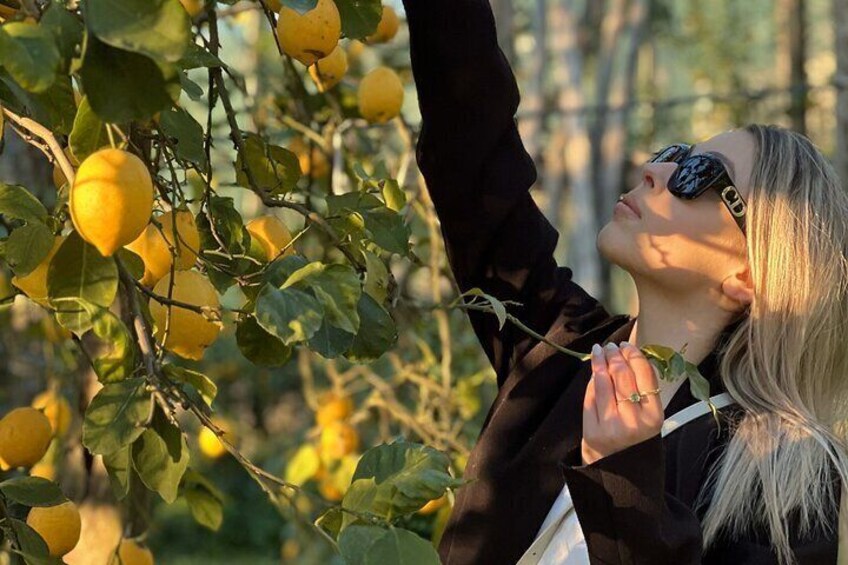 Lemon Picking Adventure in Sorrento