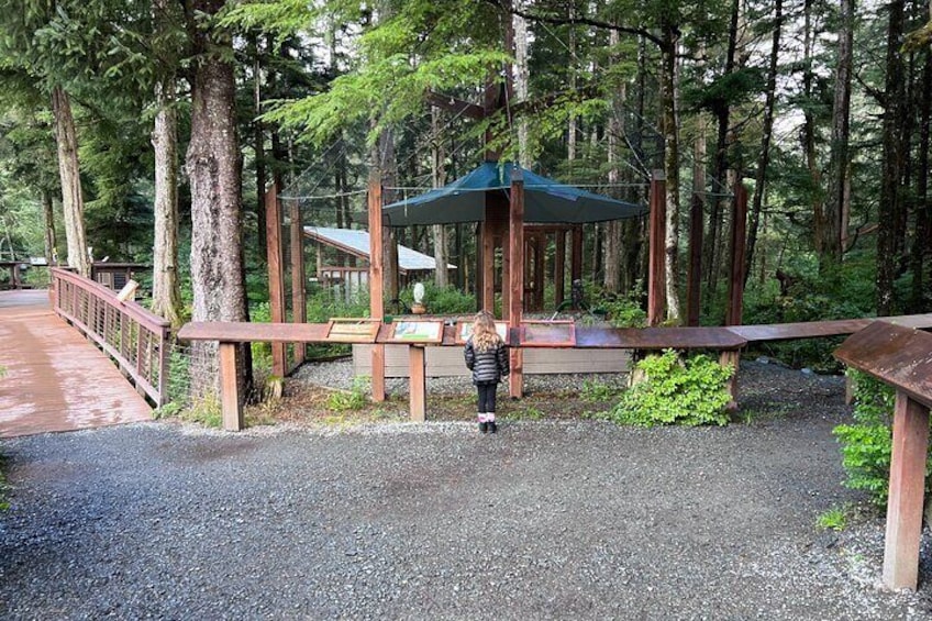 Outdoor Aviary housing Raptors-in-Residence at Alaska Raptor Center. Quiqik, the Snowy Owl pictured.