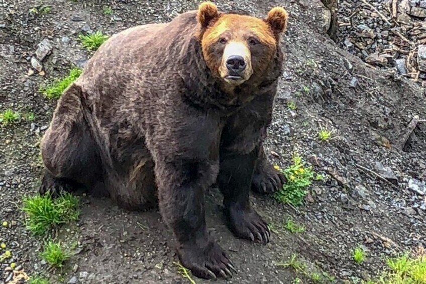 Alaskan Coastal Brown Bear at Fortress of the Bear
