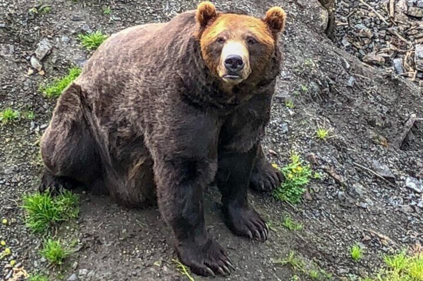 Alaskan Coastal Brown Bear at Fortress of the Bear