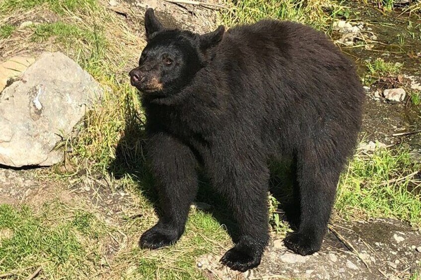 Black Bear at Fortress of the Bear
