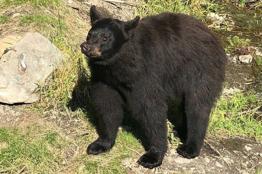 Black Bear at Fortress of the Bear