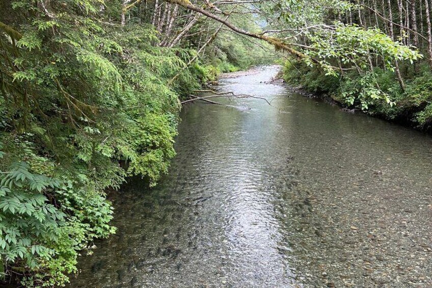 Indian River viewed from the bridge at Sitka National Historical "Totem" Park. Can you spot the salmon "running"? 