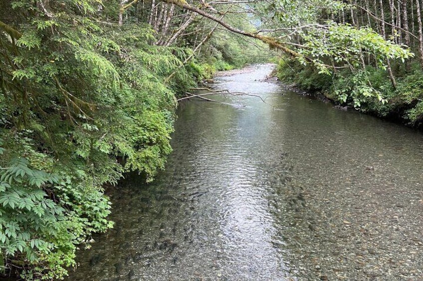 Indian River viewed from the bridge at Sitka National Historical "Totem" Park. Can you spot the salmon "running"?