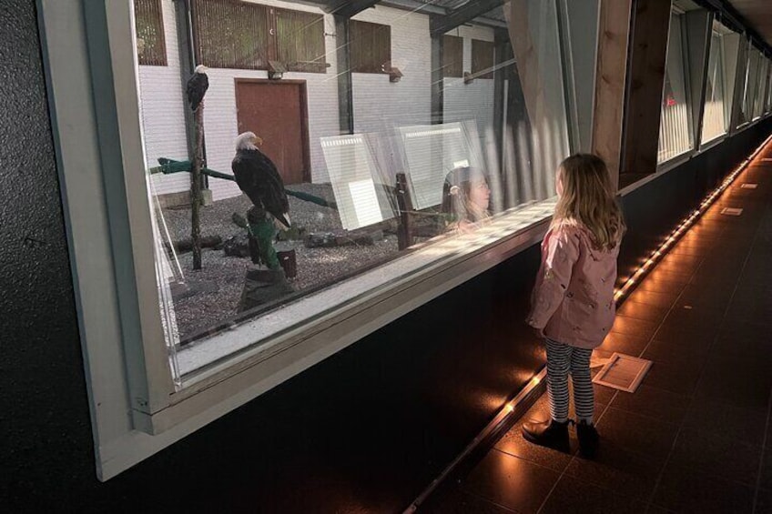 Flight Training Aviary at the Alaska Raptor Center. It's one-way glass!