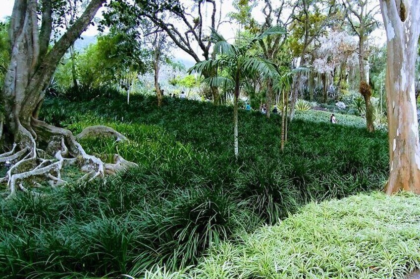 Rio Through Burle Marx's Eyes