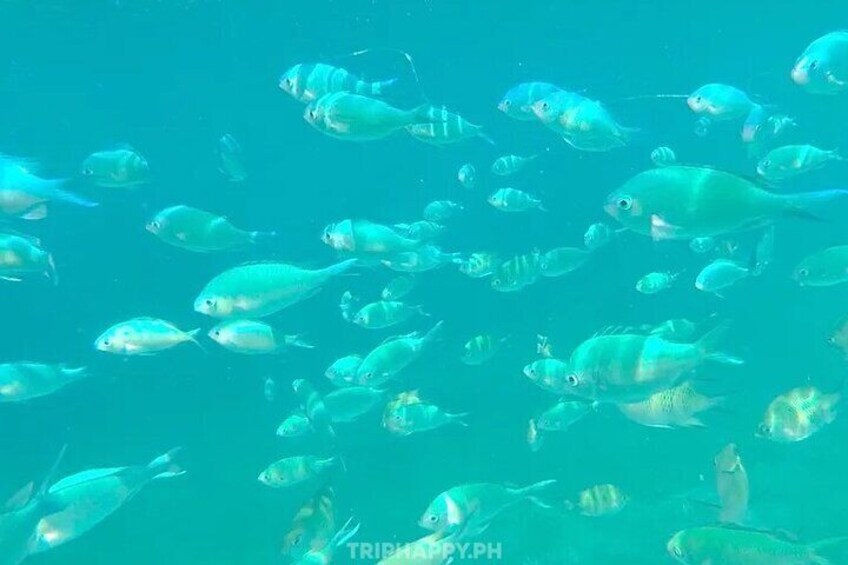 Pamilacan Island Snorkeling