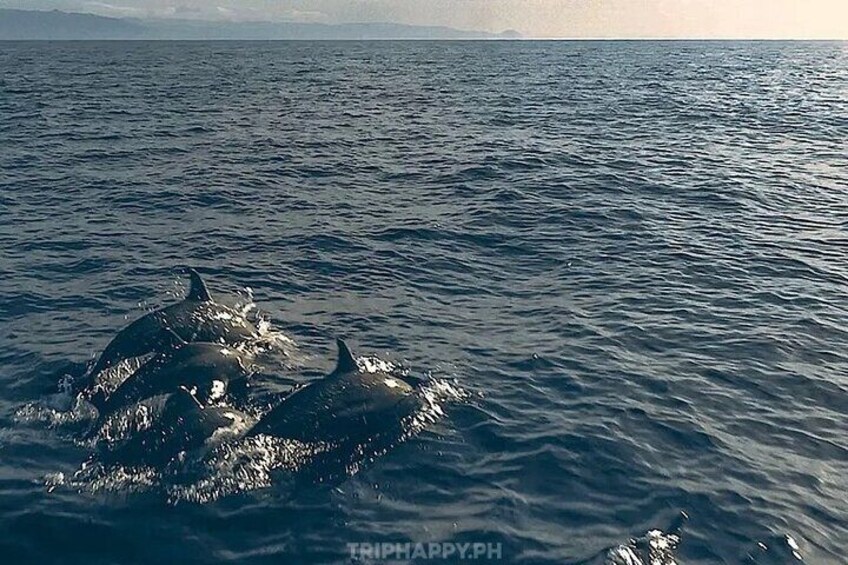 Dolphins in the open sea - Bohol