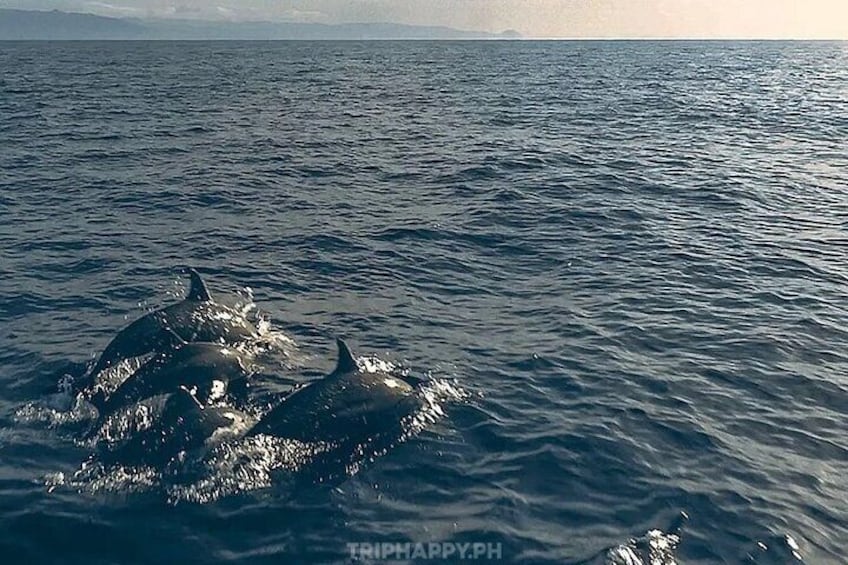 Dolphins in the open sea - Bohol