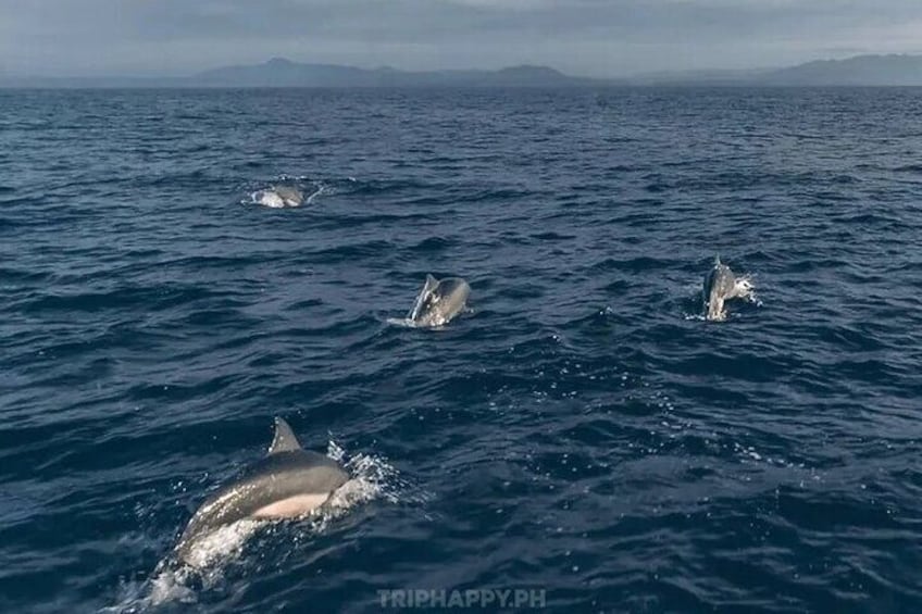 Playground of the dolphins in Bohol