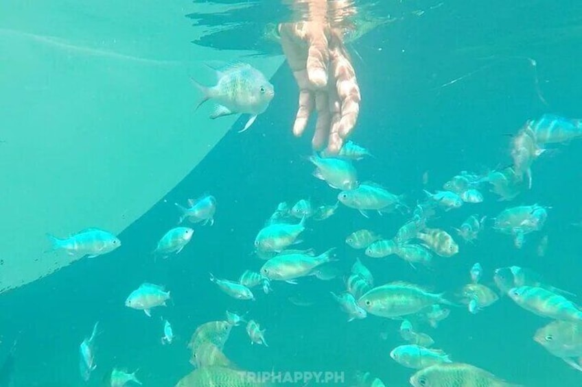 Pamilacan Island Marine Sanctuary