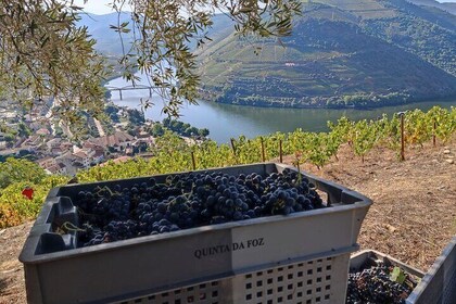 Douro Valley Pinhao Quinta da Foz Tour and Tasting 5 Wines