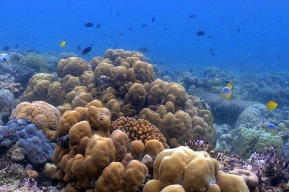 Luxury Private Speed Boat Charter with Coral Delight