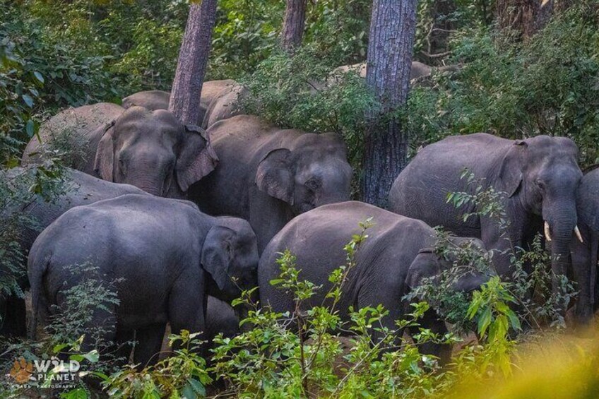 Full Day Jeep Safari at Bardia National Park