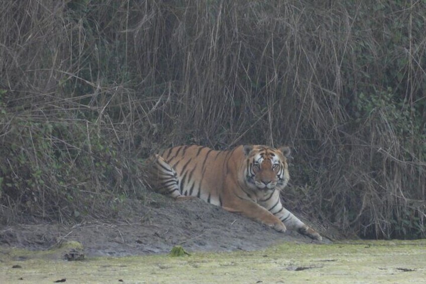 Full Day Jeep Safari at Bardia National Park