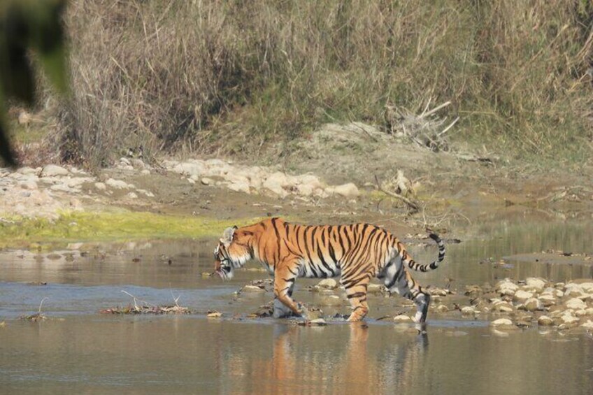 Full Day Jeep Safari at Bardia National Park