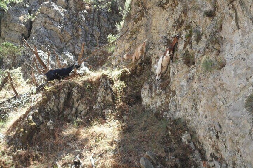 Imbros Gorge and Libyan Sea Day Tour From Chania