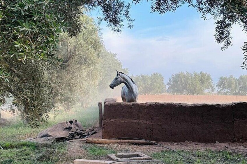 Outdoor Moroccan Cooking Class on a Farm in Marrakech