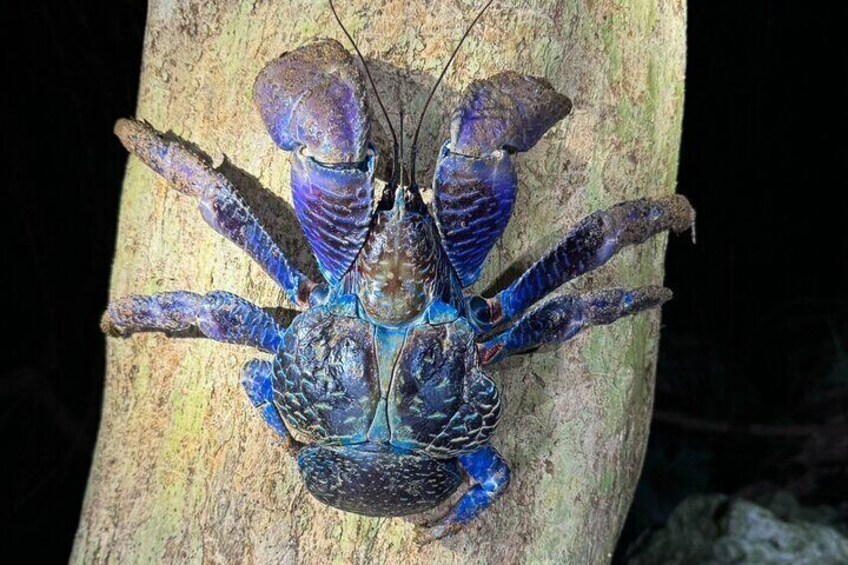 Okinawa and Miyako Starry Sky Jungle Exploration Tour