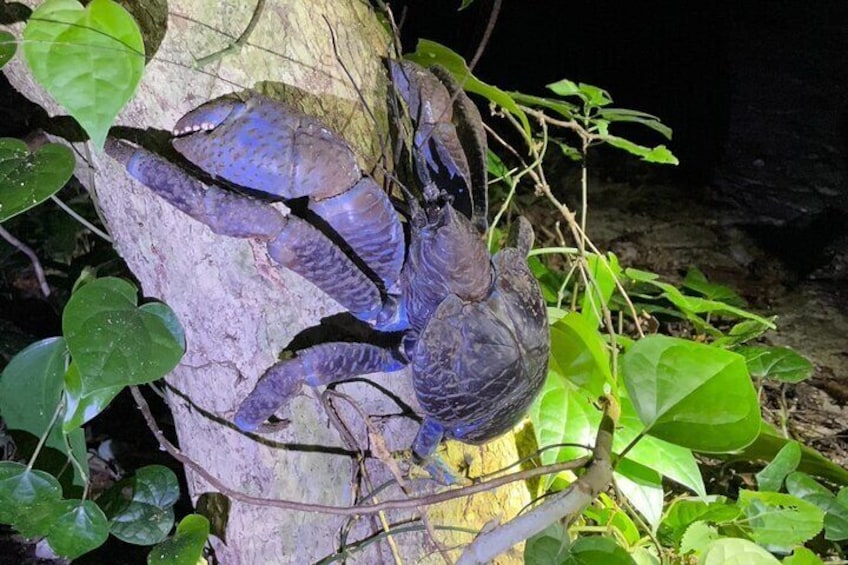 Okinawa and Miyako Starry Sky Jungle Exploration Tour