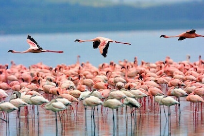 Nairobi Lake Nakuru National Park Private Tour