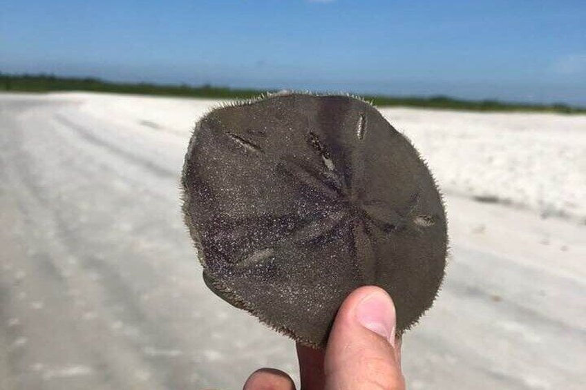 Sand Dollar 