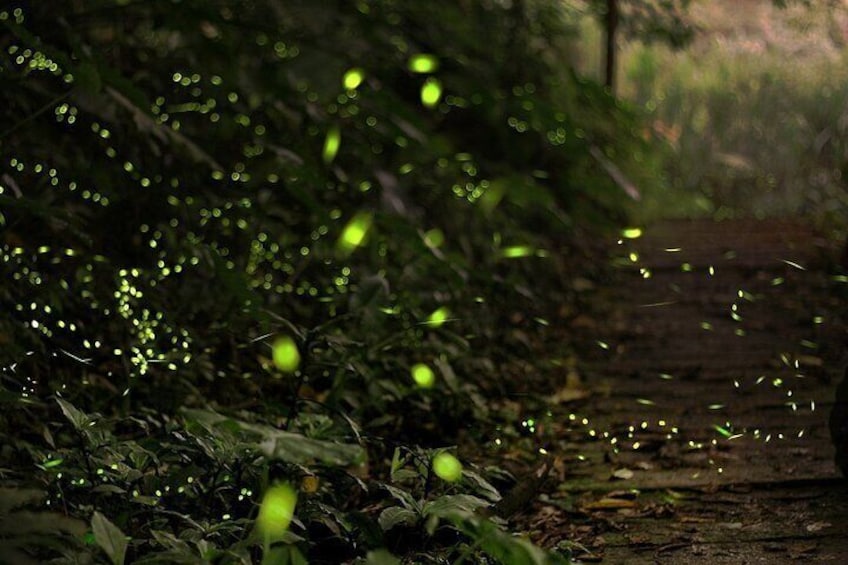 fireflies