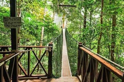 Jungle Odyssey : Unleash Your Adventure in Taman Negara!