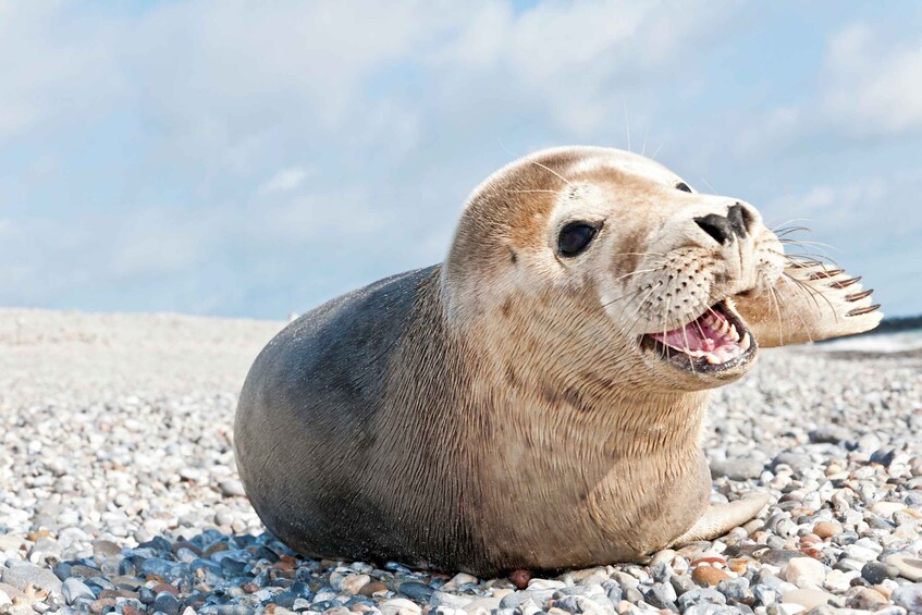 Picture 3 for Activity Sylt: Seal Watching Boat Tour from Hörnum