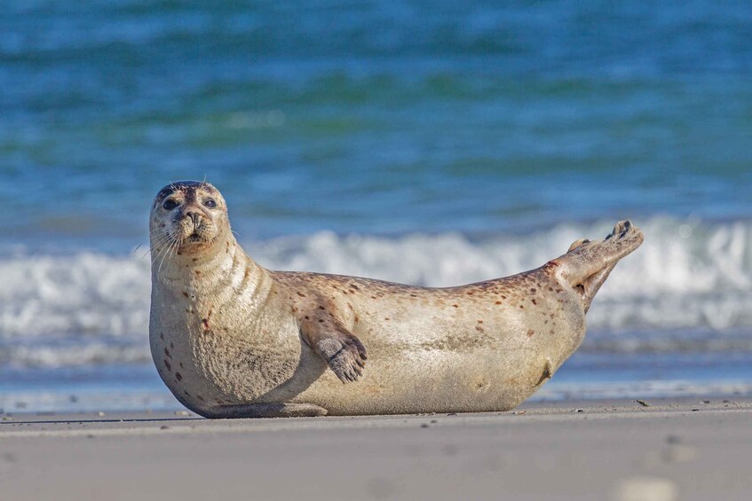 Picture 10 for Activity Sylt: Seal Watching Boat Tour from Hörnum
