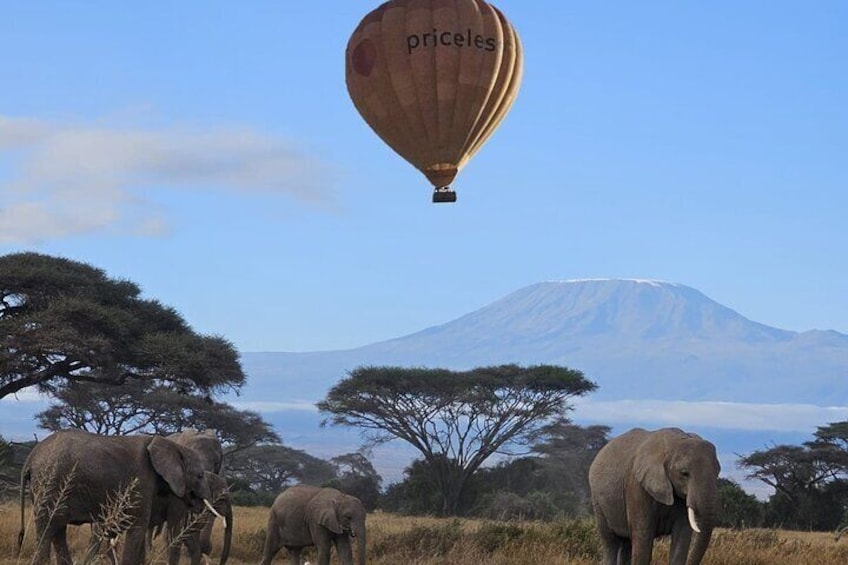 Amboseli National Park Day Trip