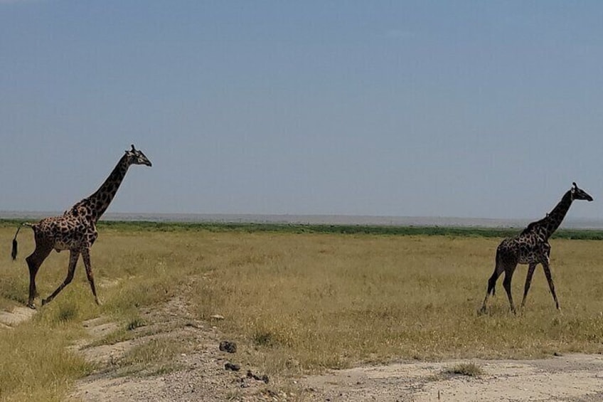 Amboseli National Park Day Trip