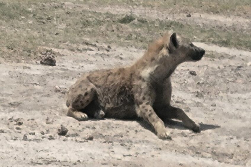 Amboseli National Park Day Trip