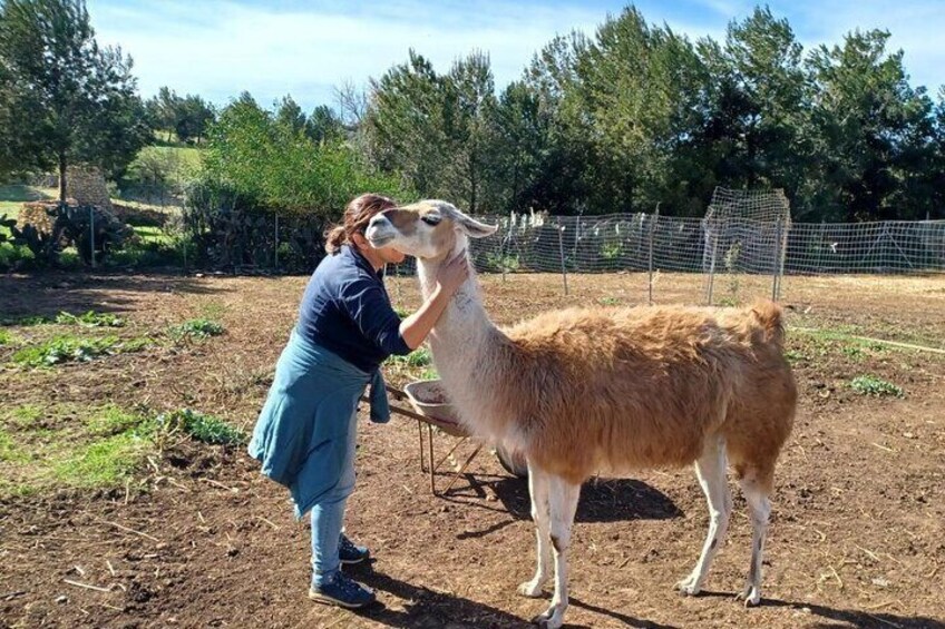 Sassari Visit to the Roman Castrum and the Educational Farm